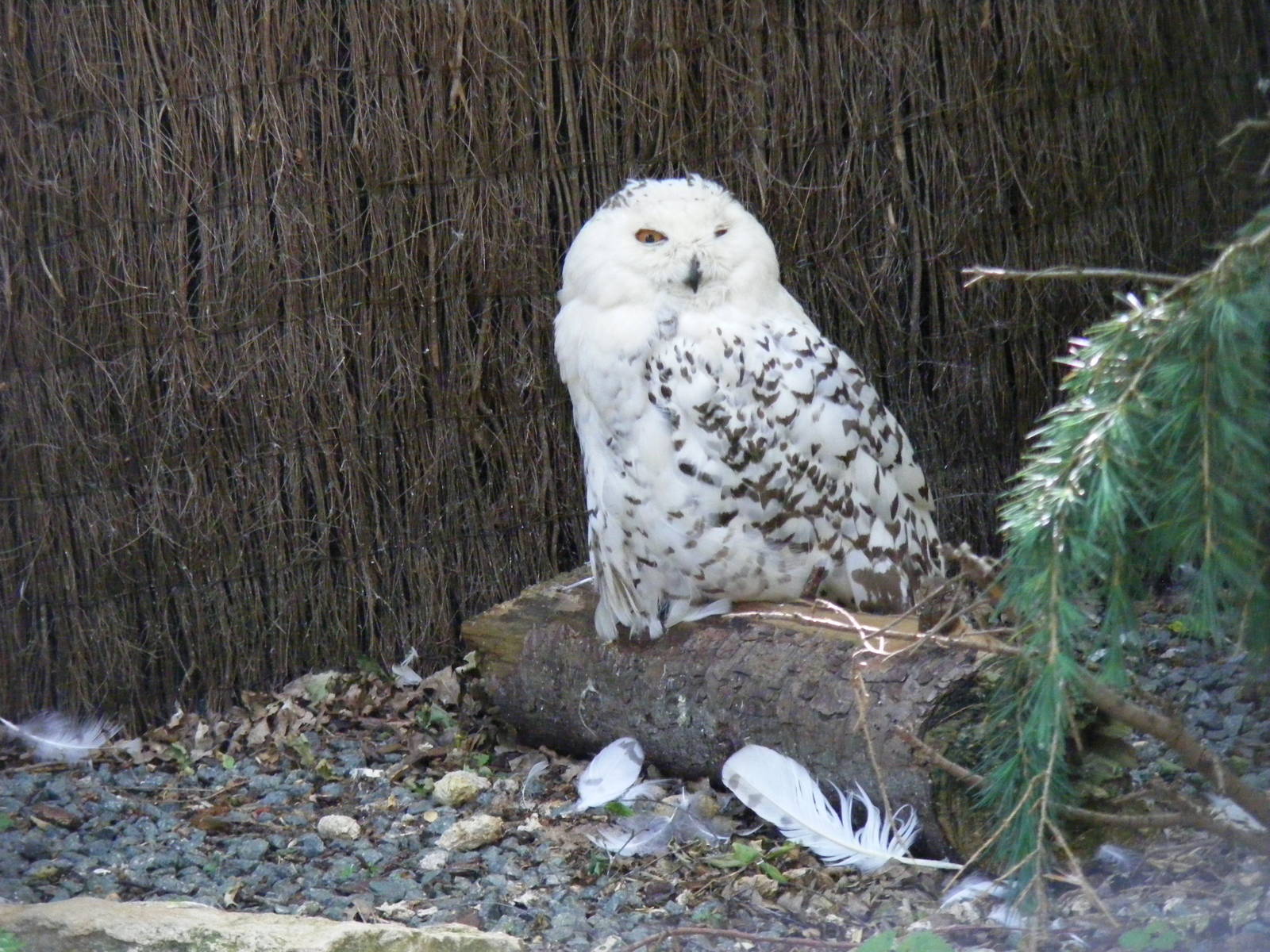 Snowy owl at Birdworld, 20 June 2010