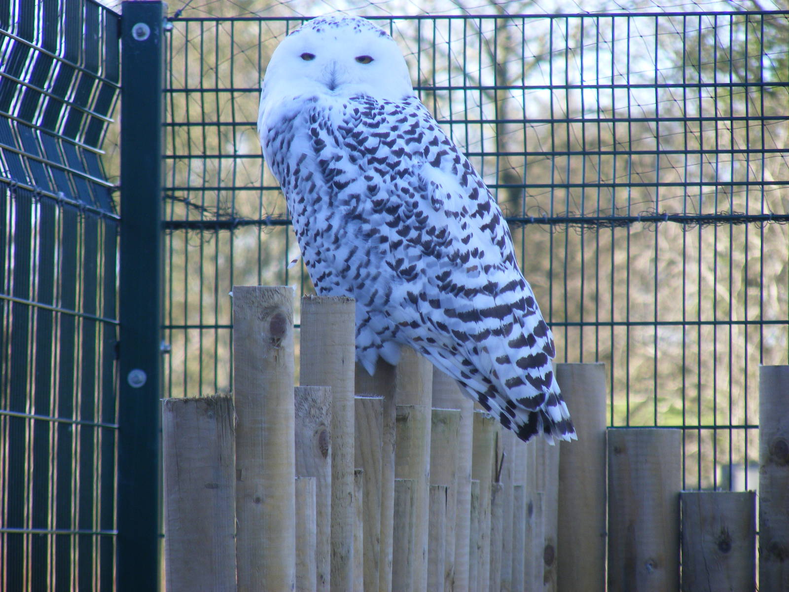 Snowy owl at Blackbrook Zoo, 13 November 2010