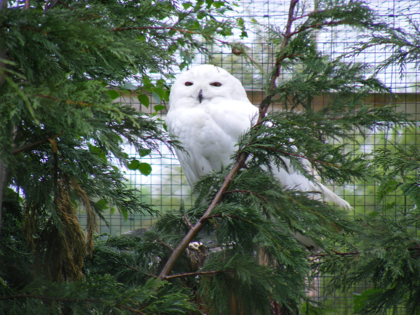 Snowy owl at British Wildlife Centre, 29 May 2010