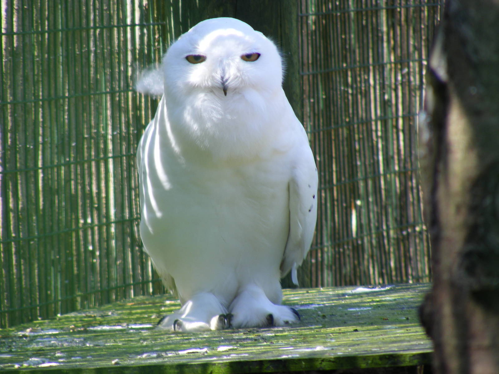 Snowy owl at Camperdown Wildlife Centre, 18 May 2010