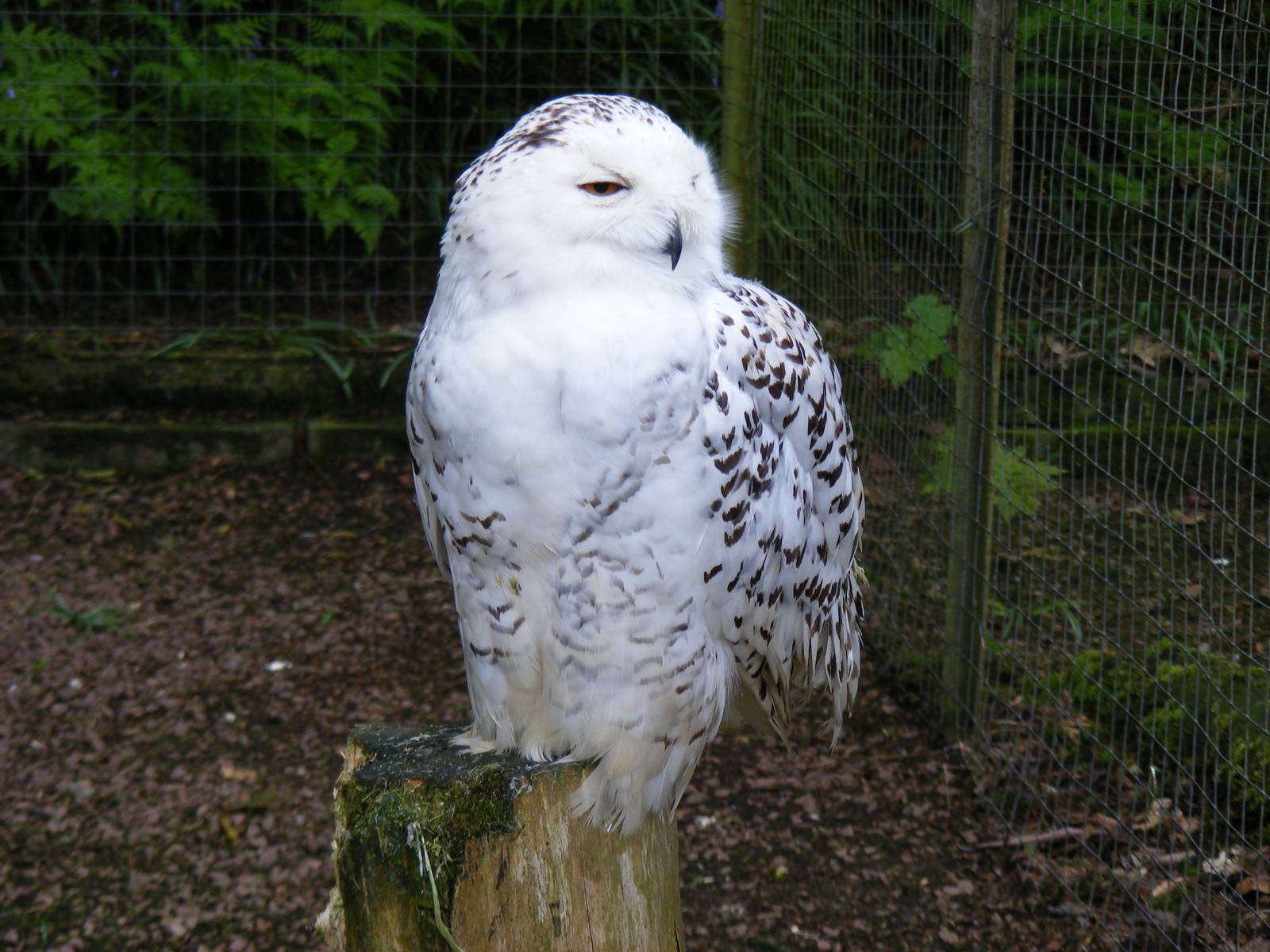 Snowy owl at Galloway Wildlife Conservation Park, 16 May 2010