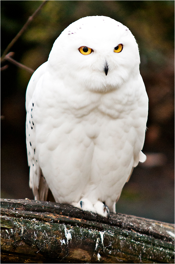 Snowy owl at Hamburg