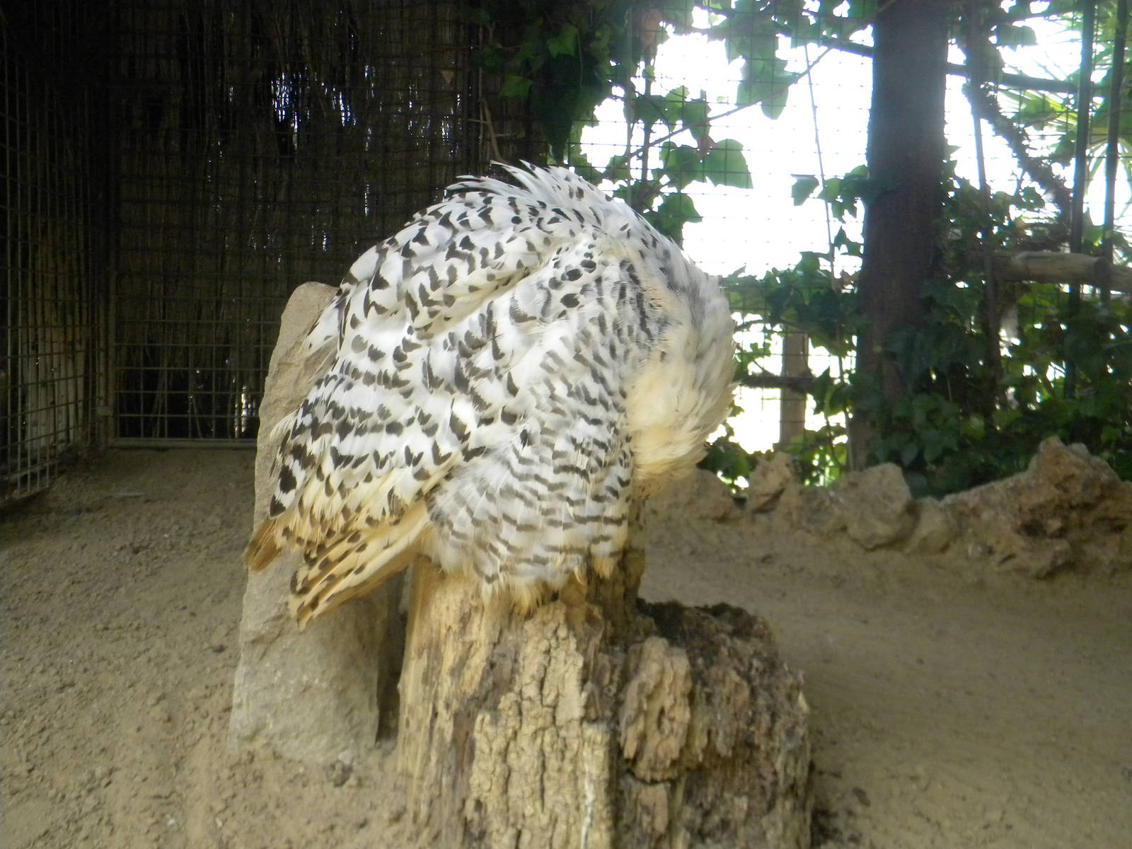 Snowy Owl at Mundo Mar 01/08/11