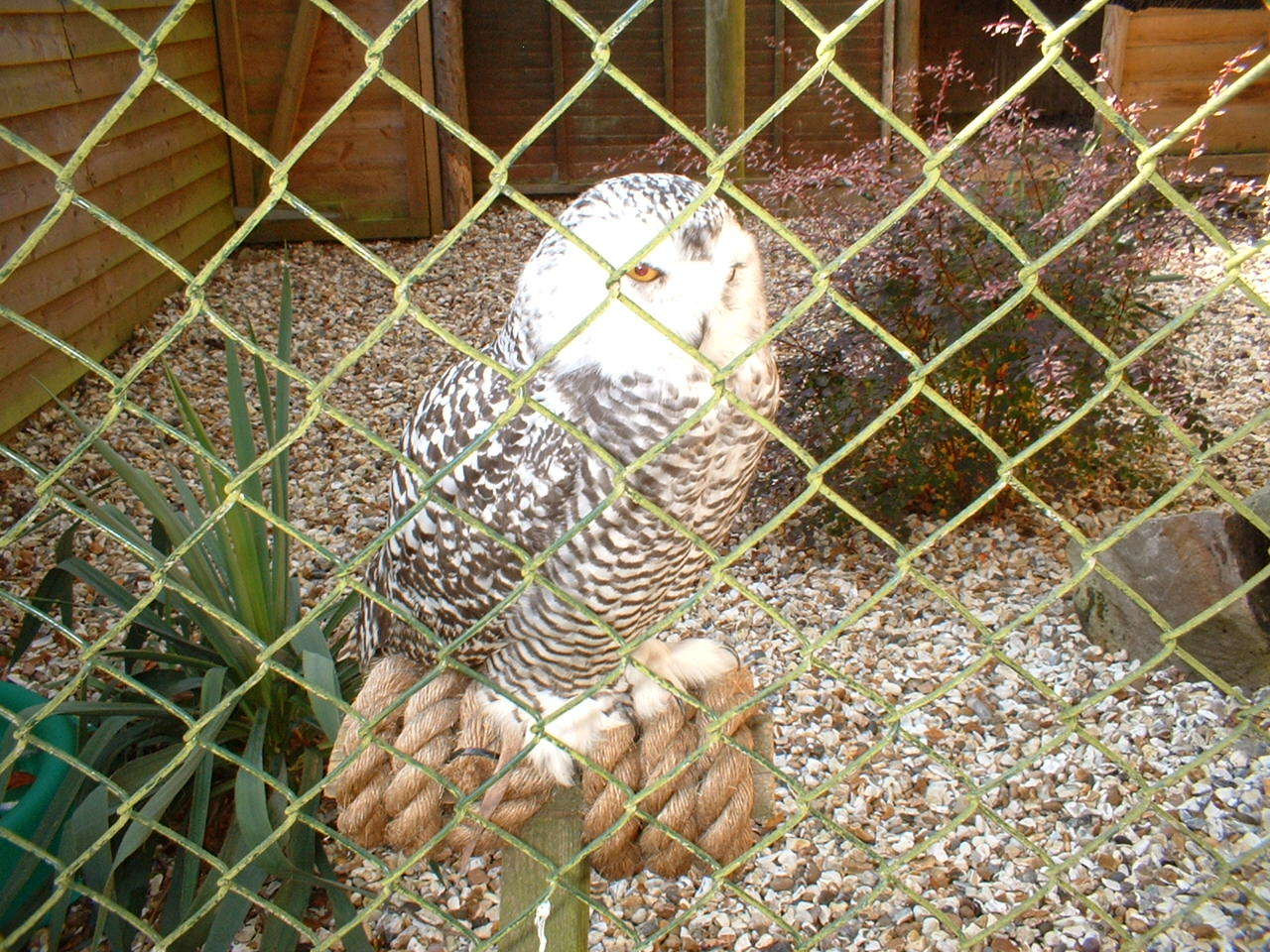 Snowy owl at The Hawk Conservancy in Andover, 12 October 2008