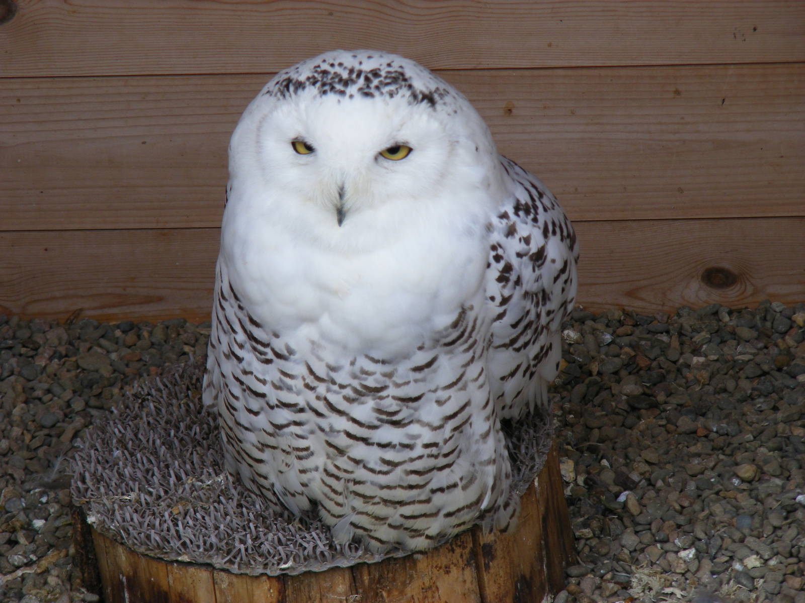 Snowy owl at Wickid Pets - Animal Adventure, 29 April 2011