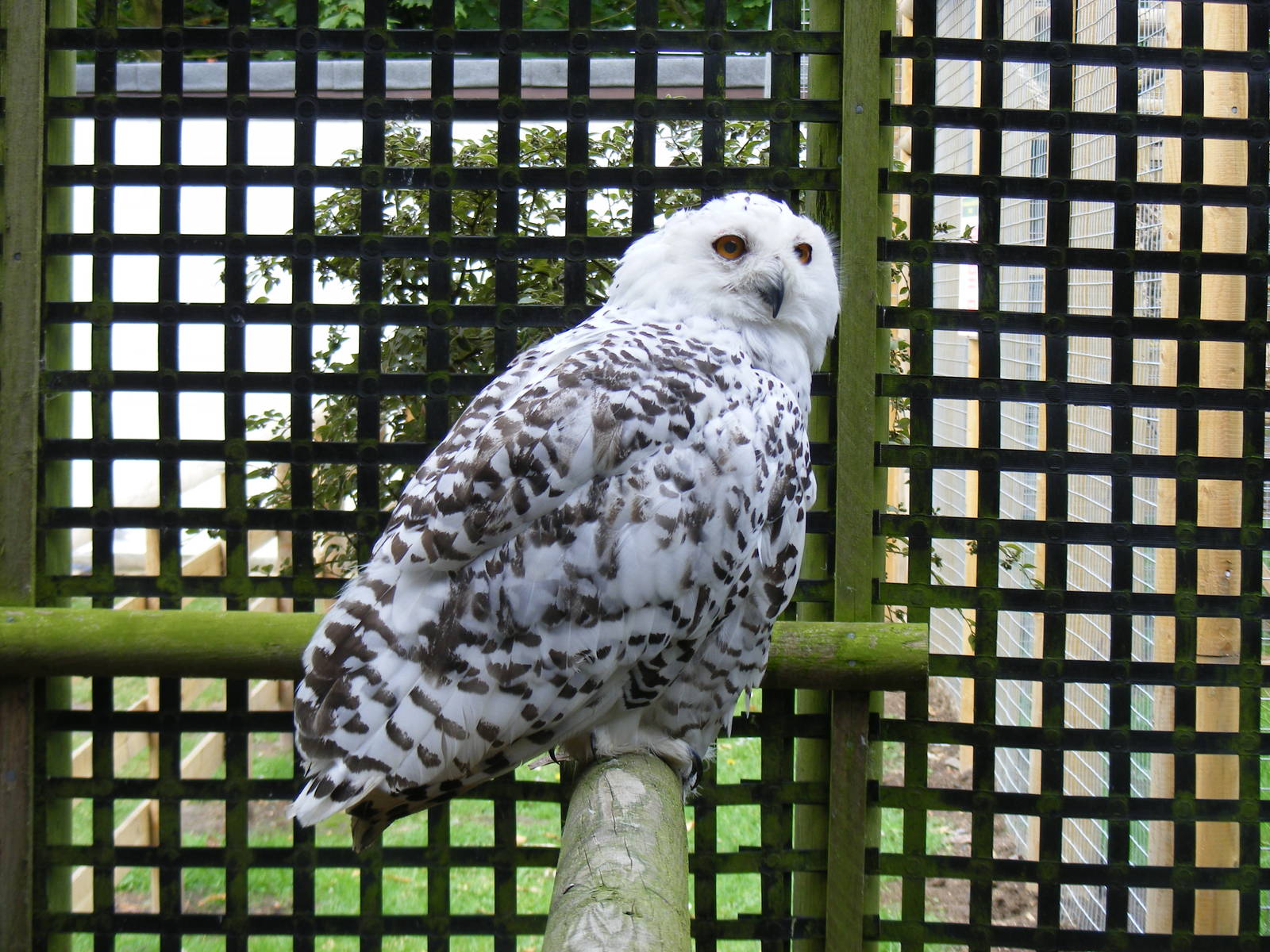 Snowy owl at Wingham Wildlife Park, 15 August 2010