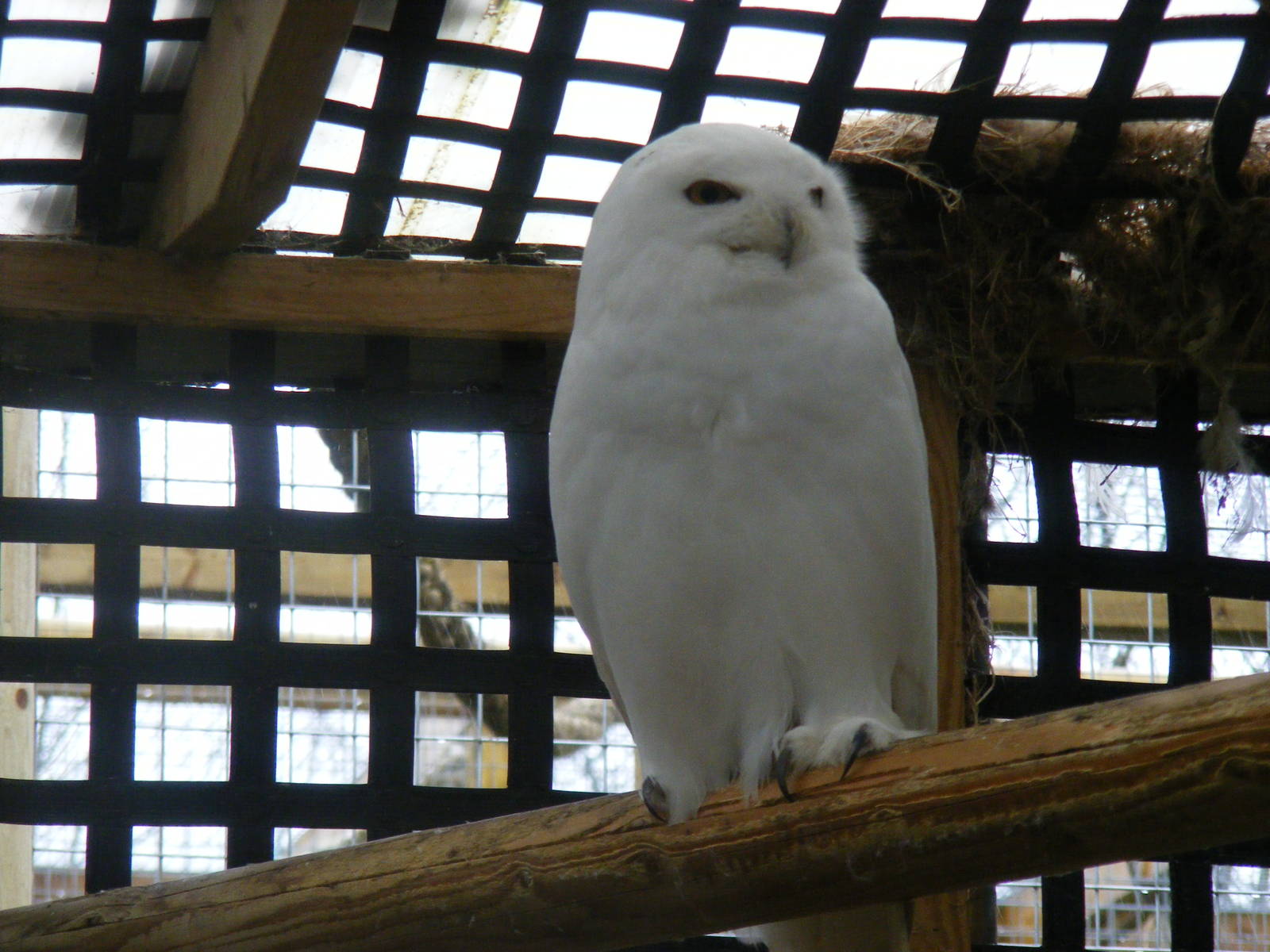 Snowy owl at Wingham Wildlife Park, 2 April 2010
