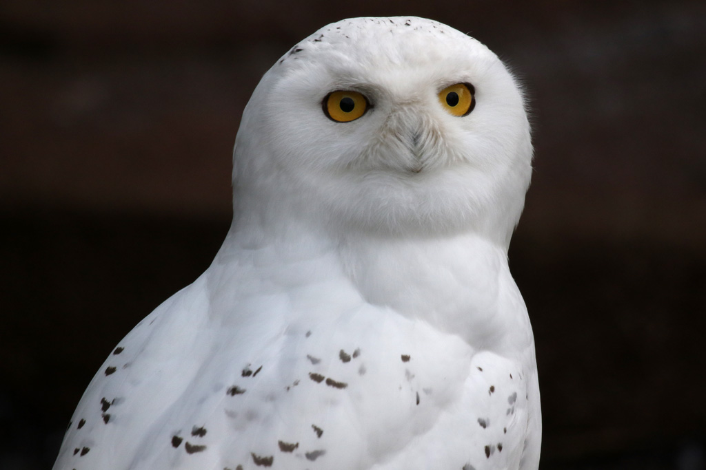 Snowy Owl at Zoo København 15/01/2017