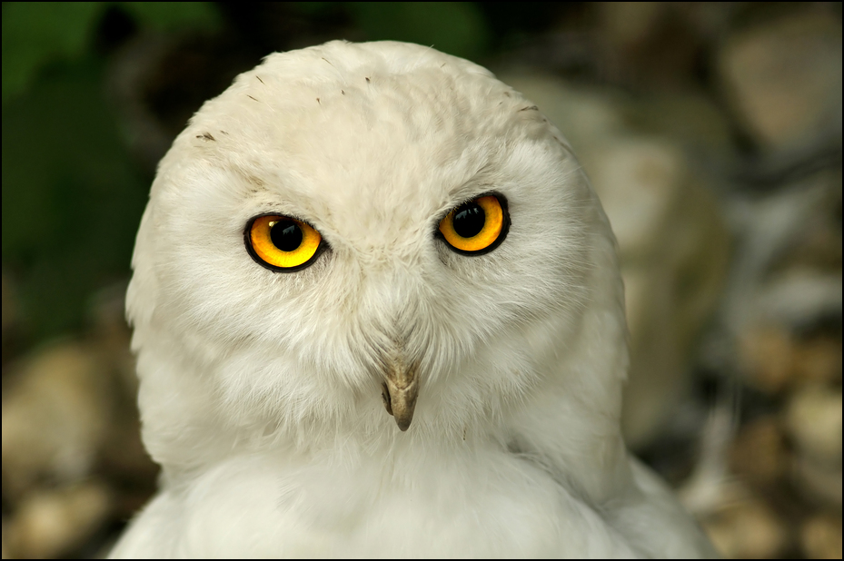 Snowy owl at ZOOM Gelsenkirchen