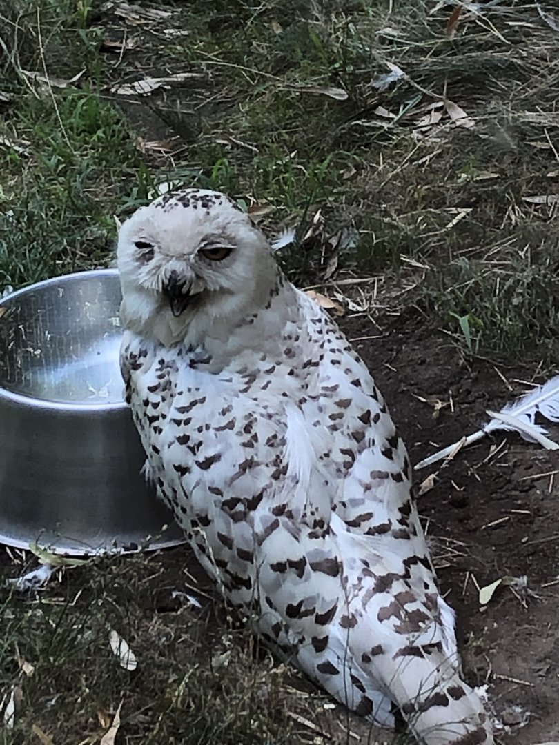 Snowy Owl - August, 2020