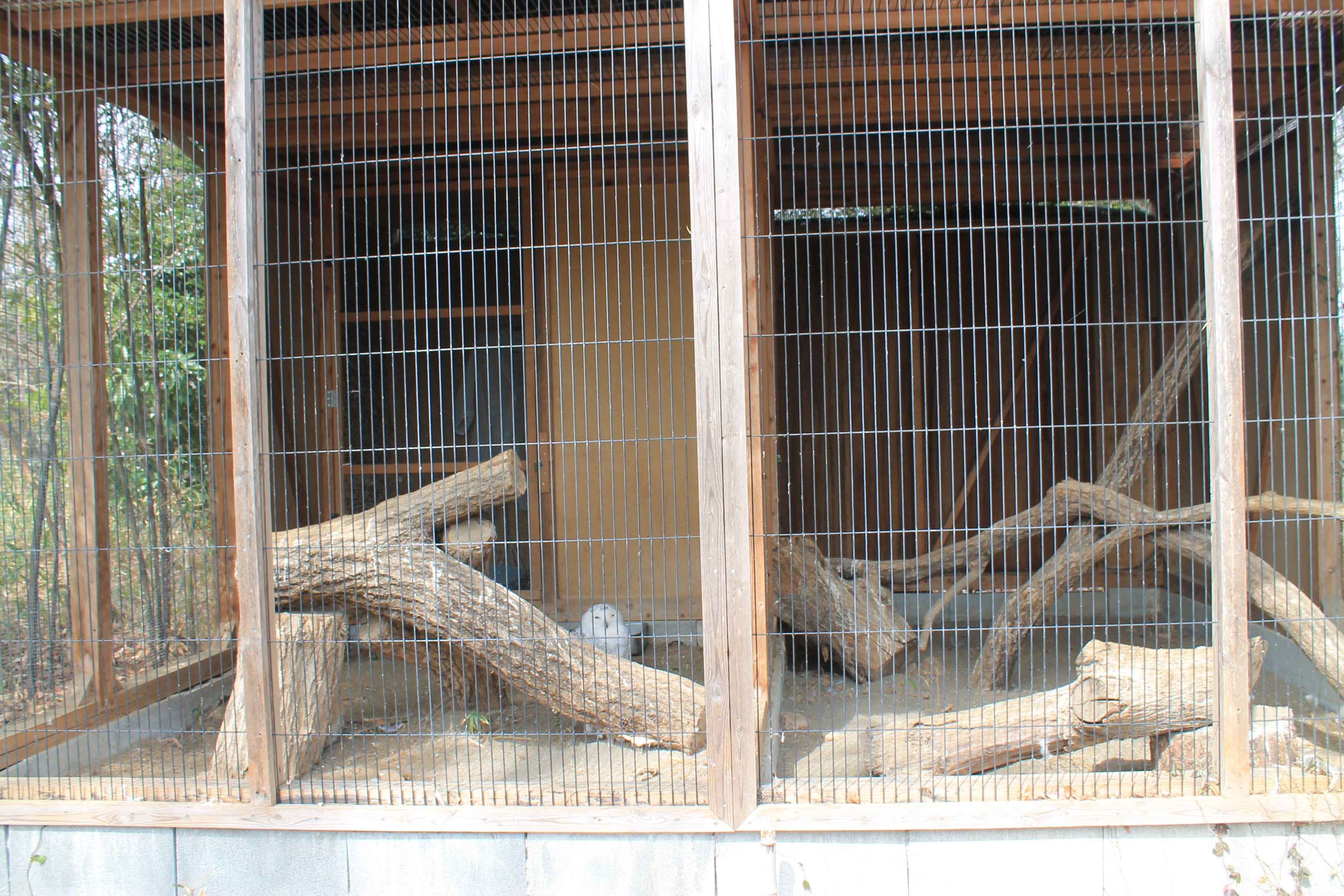 Snowy Owl aviaries - Saitama Childrens Zoo