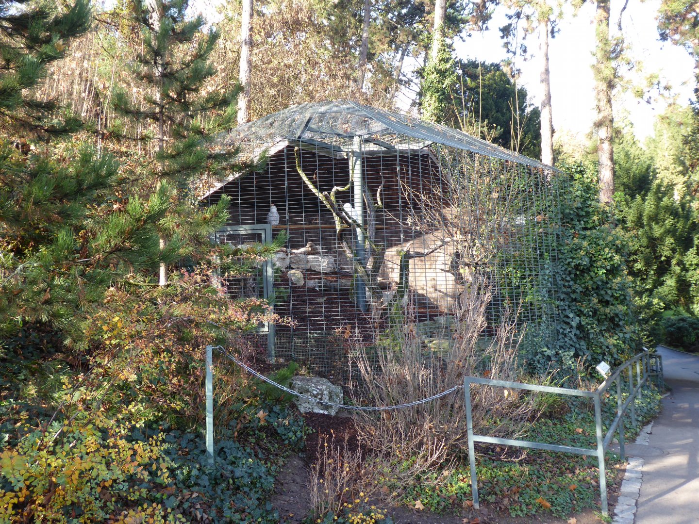 Snowy owl aviary 011218