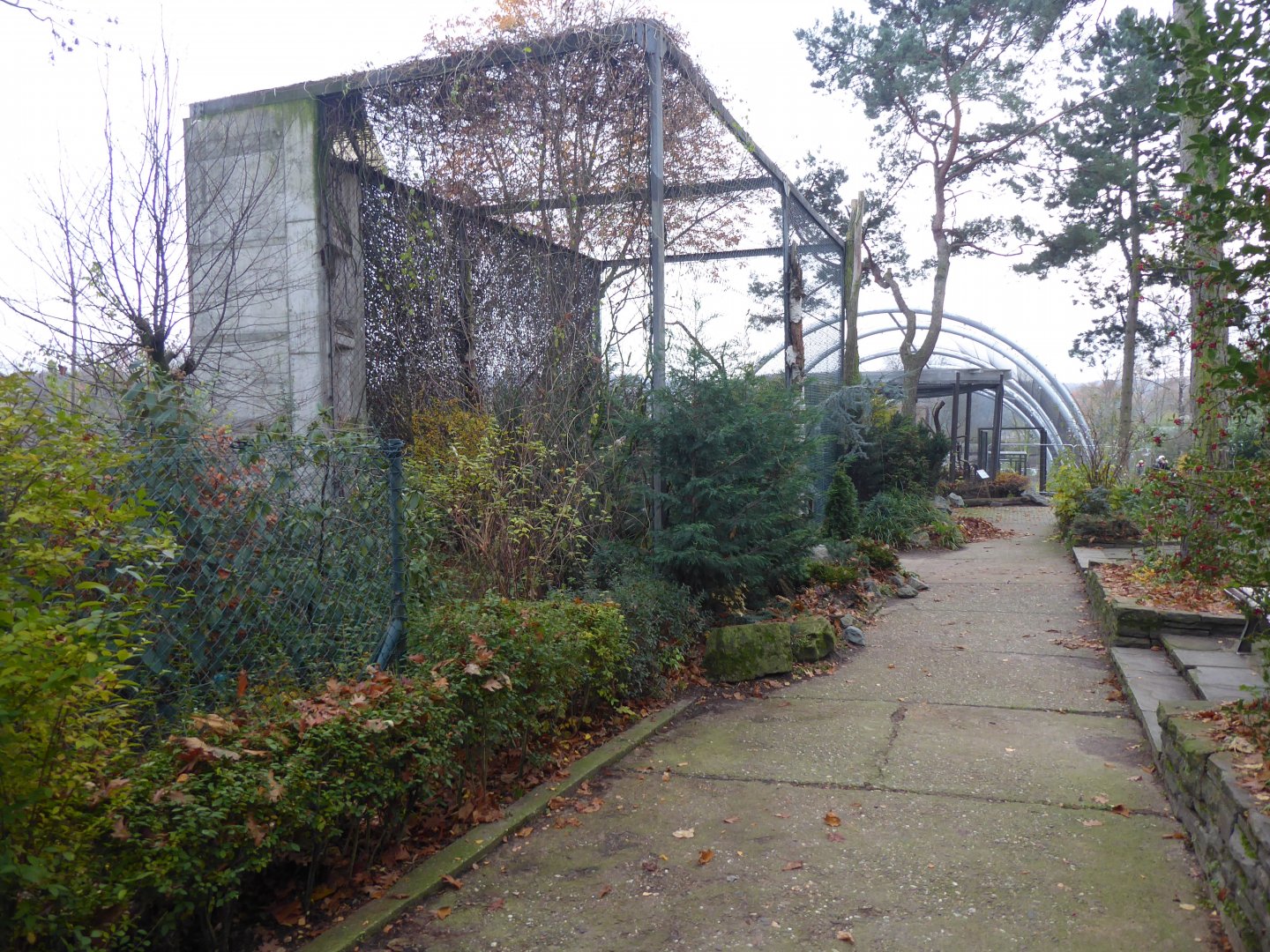 Snowy owl aviary 011219