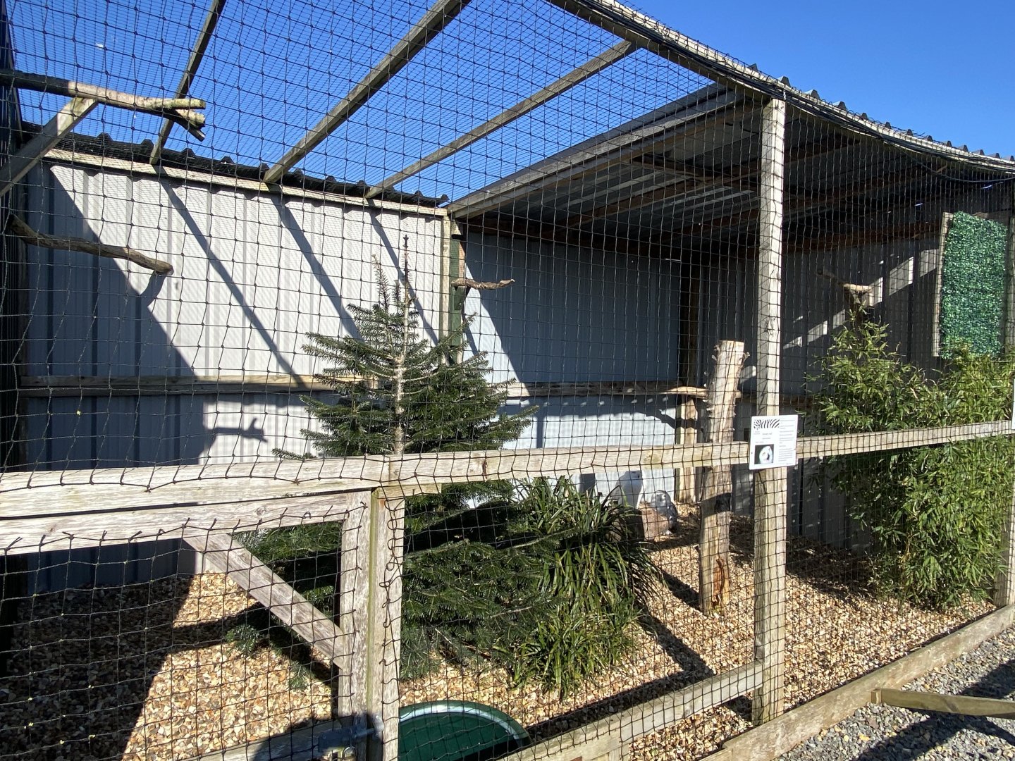 Snowy owl aviary 020325