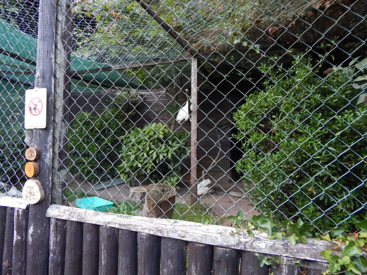 Snowy owl aviary 020825