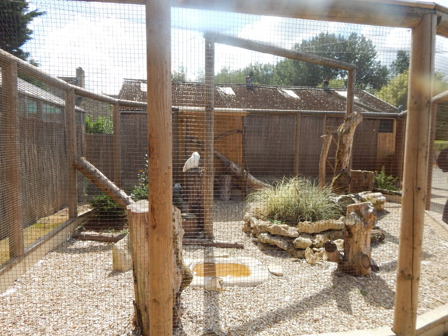 Snowy owl aviary 030821