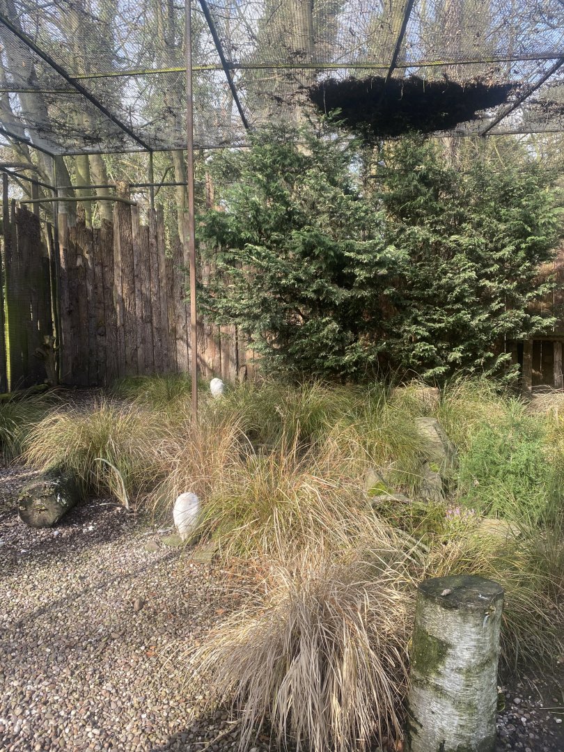 Snowy owl aviary 040324