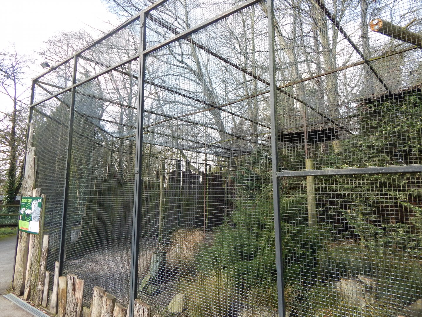 Snowy owl aviary 040324