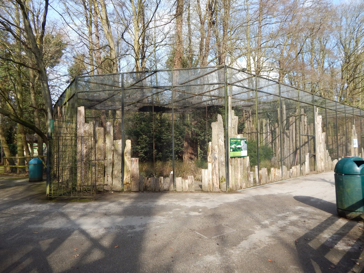 Snowy owl aviary 040324