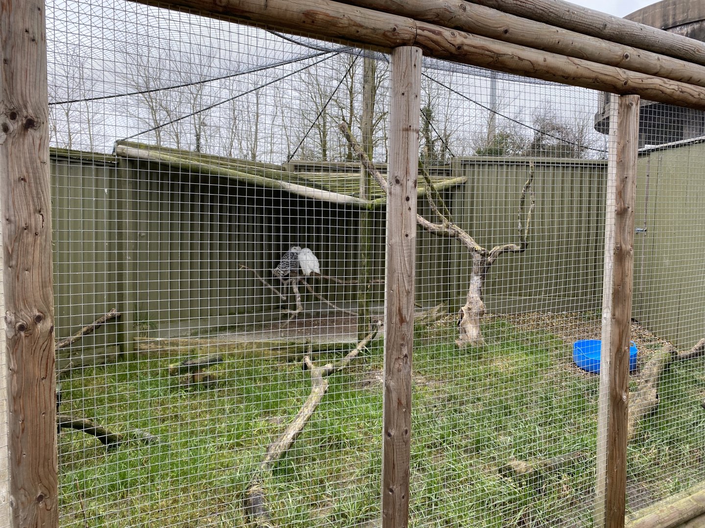 Snowy owl aviary 060222