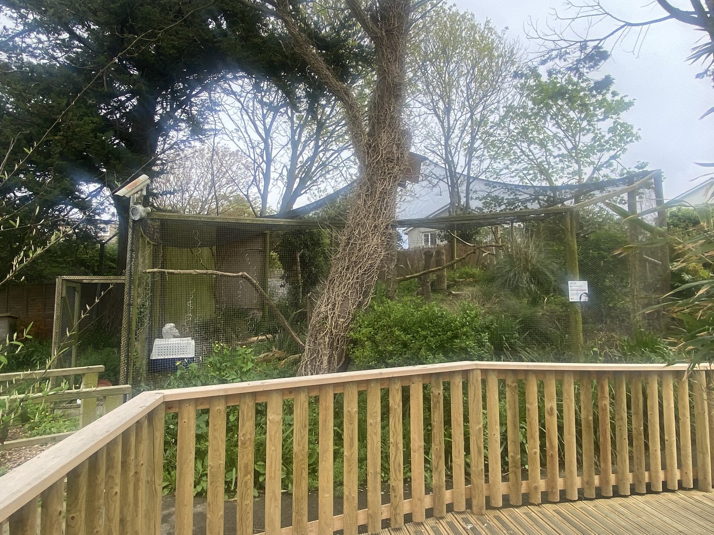 Snowy owl aviary 060523