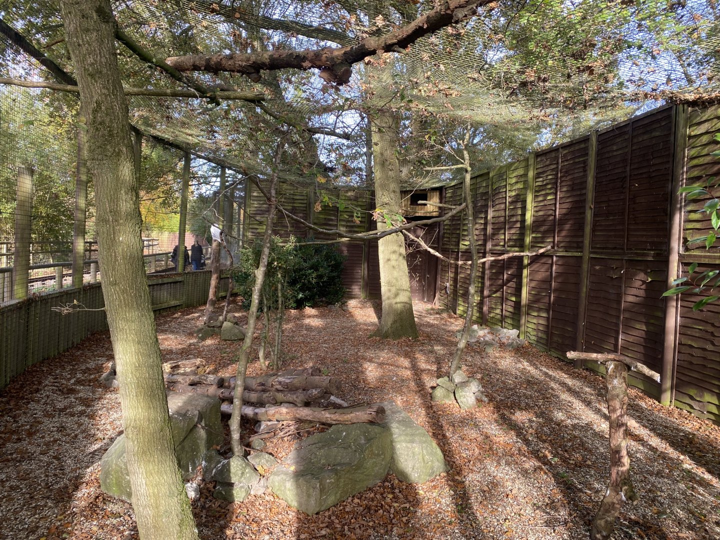 Snowy owl aviary 071121