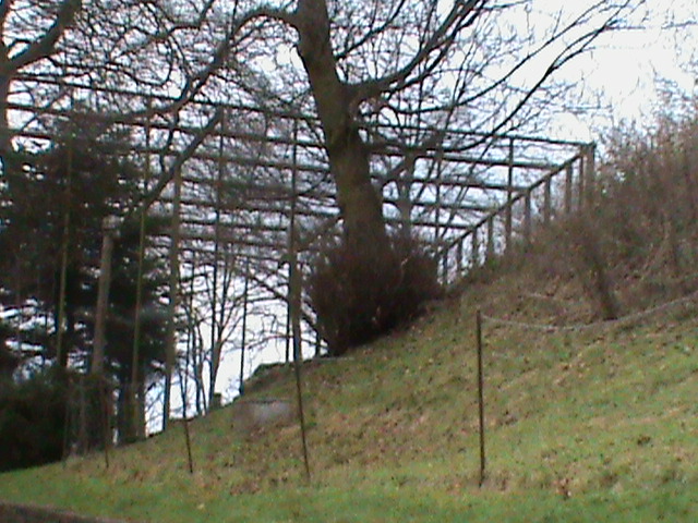 Snowy owl aviary 121210