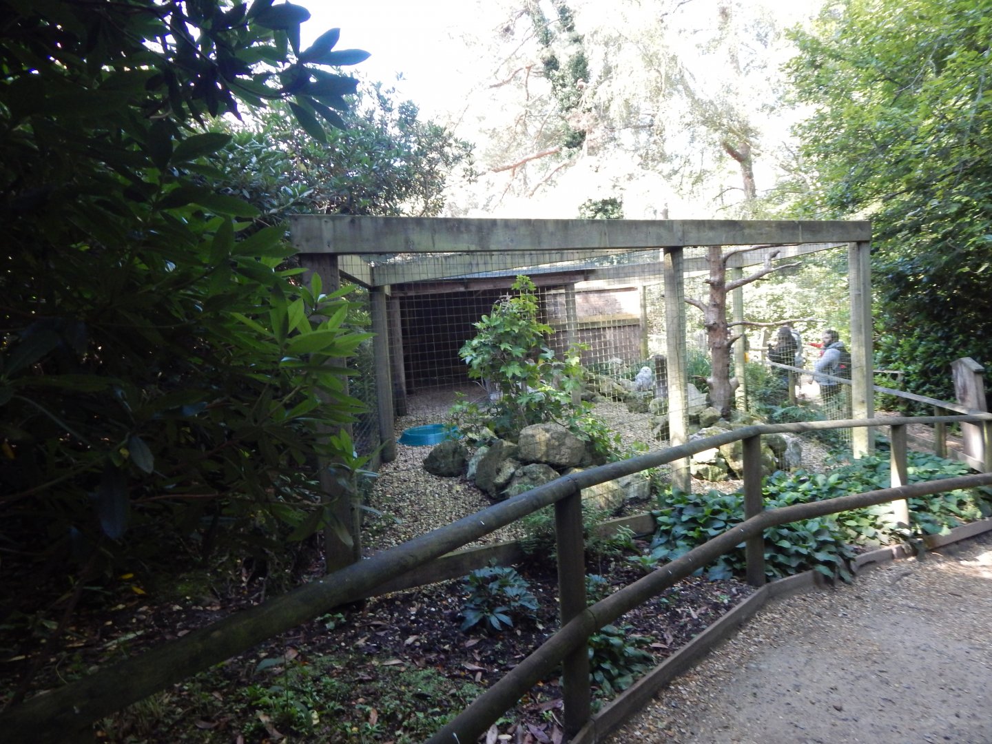 Snowy owl aviary 130924