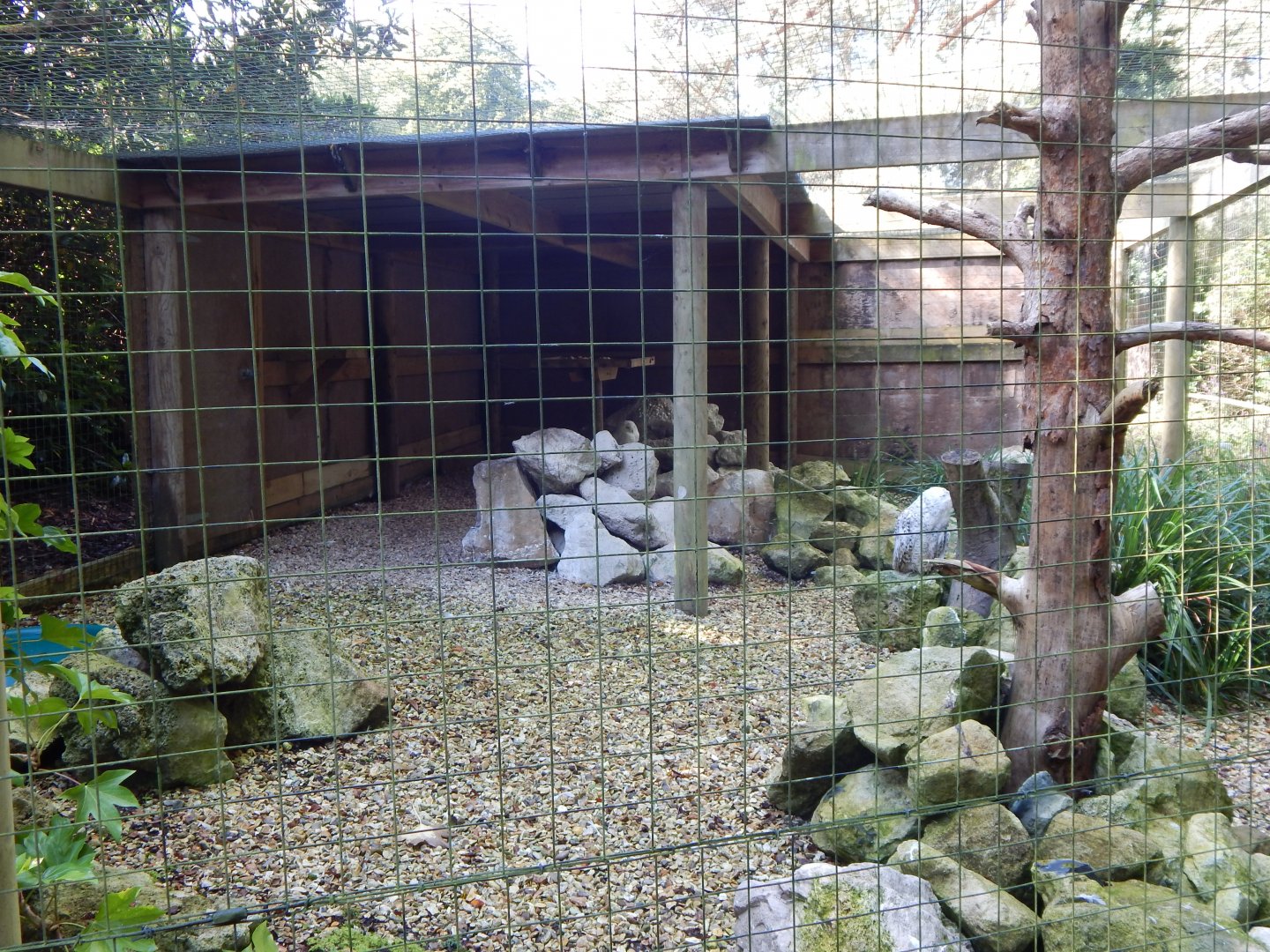 Snowy owl aviary 130924