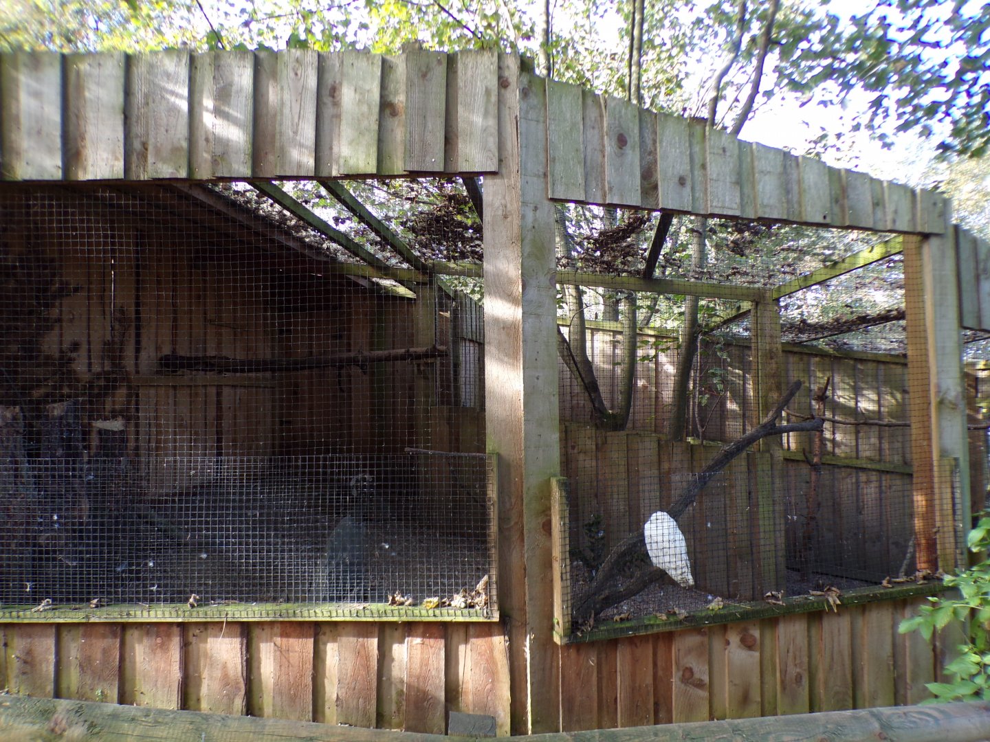 Snowy owl aviary 14.10.23