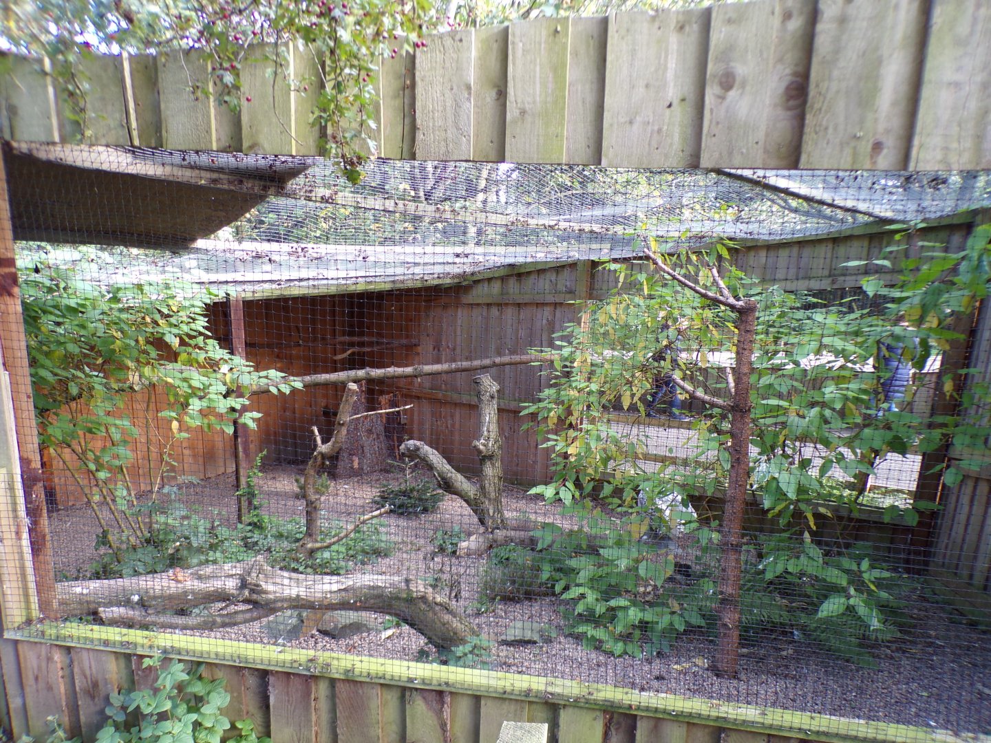 Snowy owl aviary 14.10.23