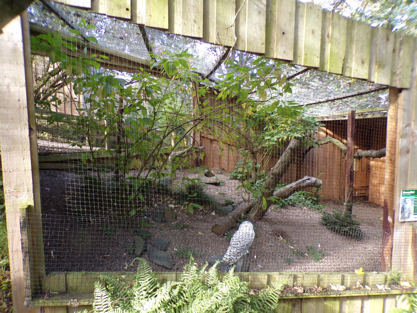 Snowy owl aviary 14.10.23