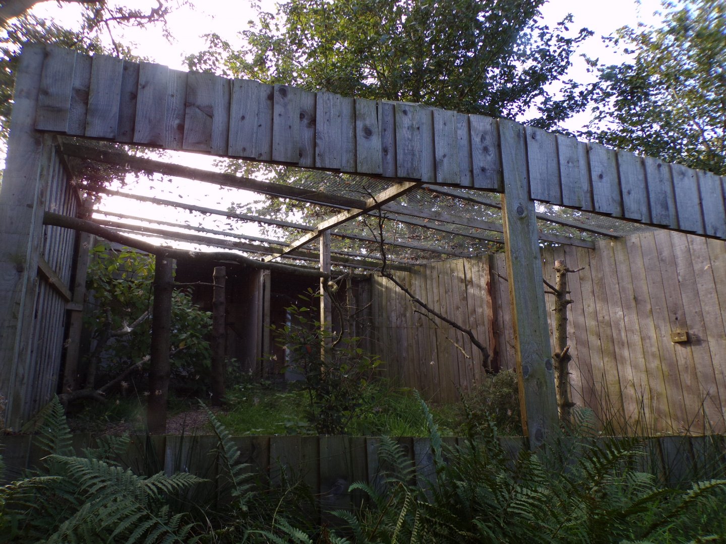 Snowy owl aviary 14.10.23