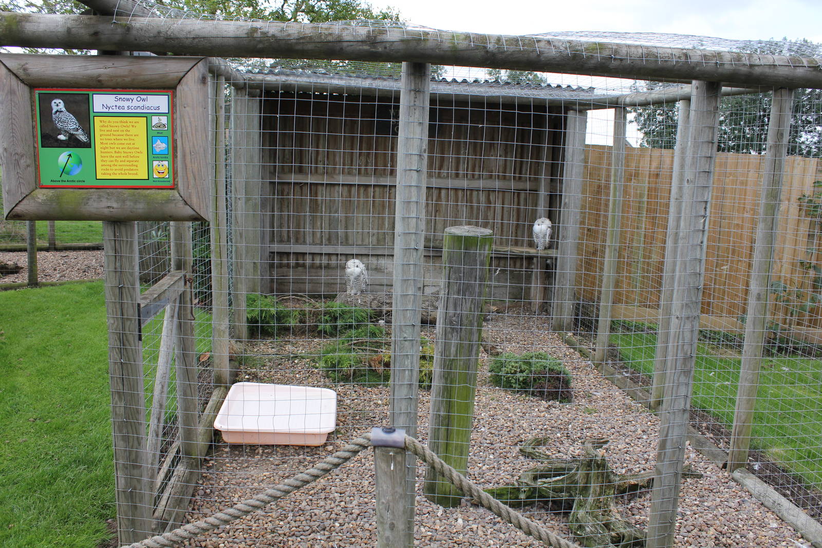 Snowy Owl aviary 15-8-14