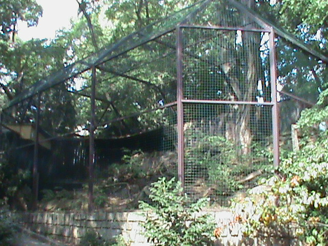 snowy owl aviary 160911