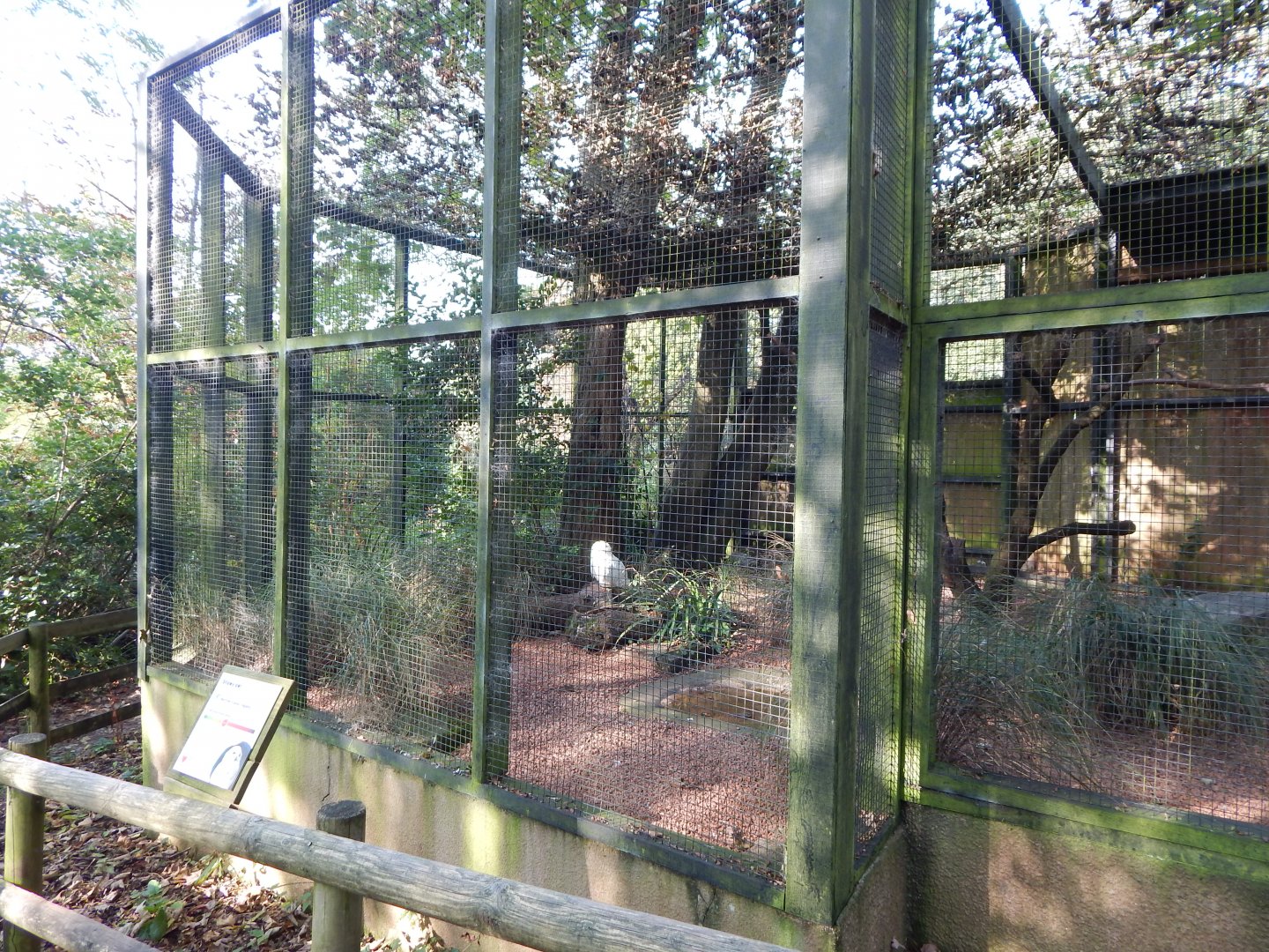 Snowy owl aviary 181020