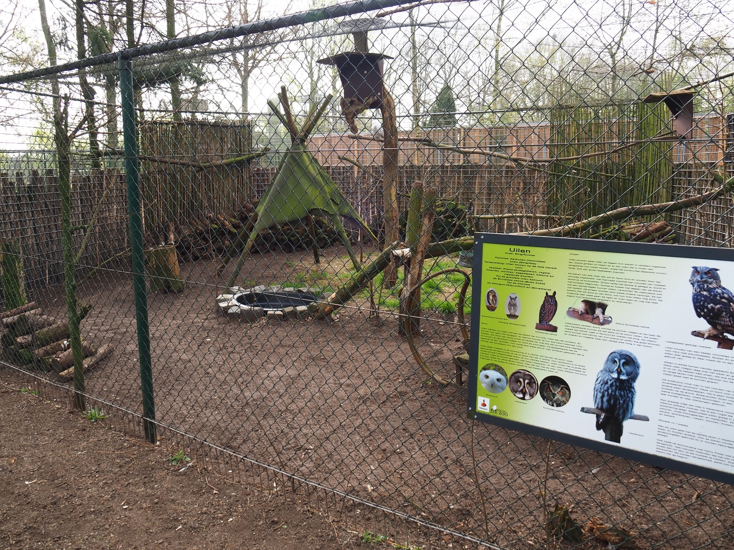 Snowy owl aviary, 2019-04-06