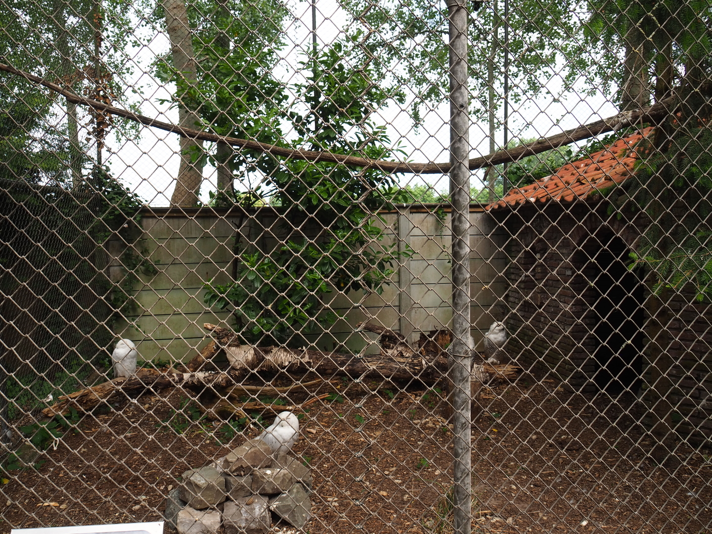 Snowy owl aviary, 2019-05-25