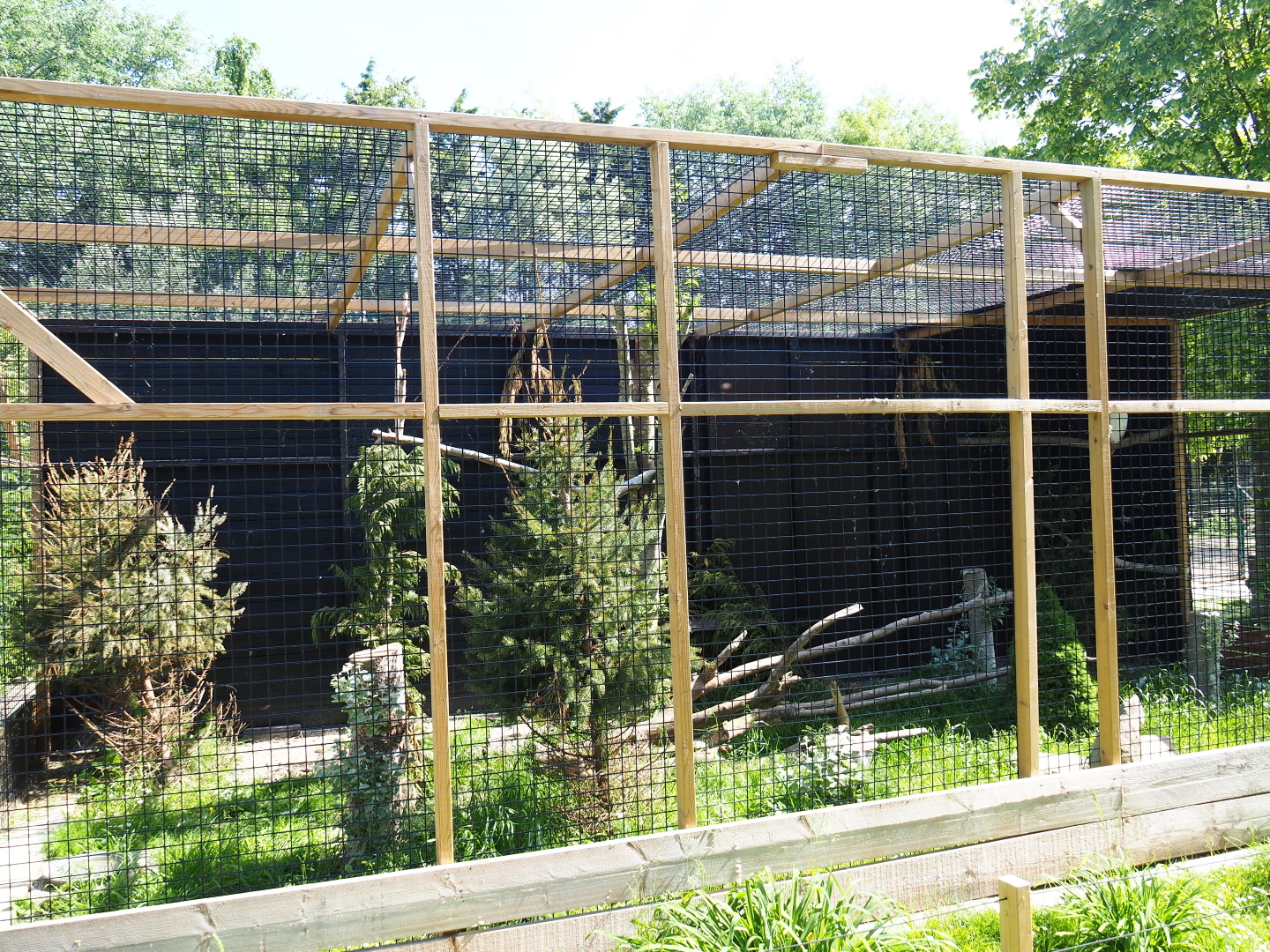 Snowy owl aviary, 2019-06-01