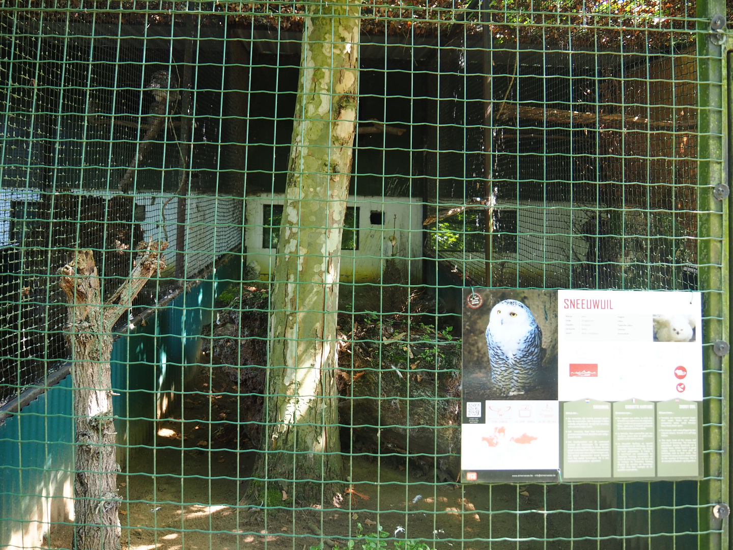Snowy owl aviary, 2019-08-04