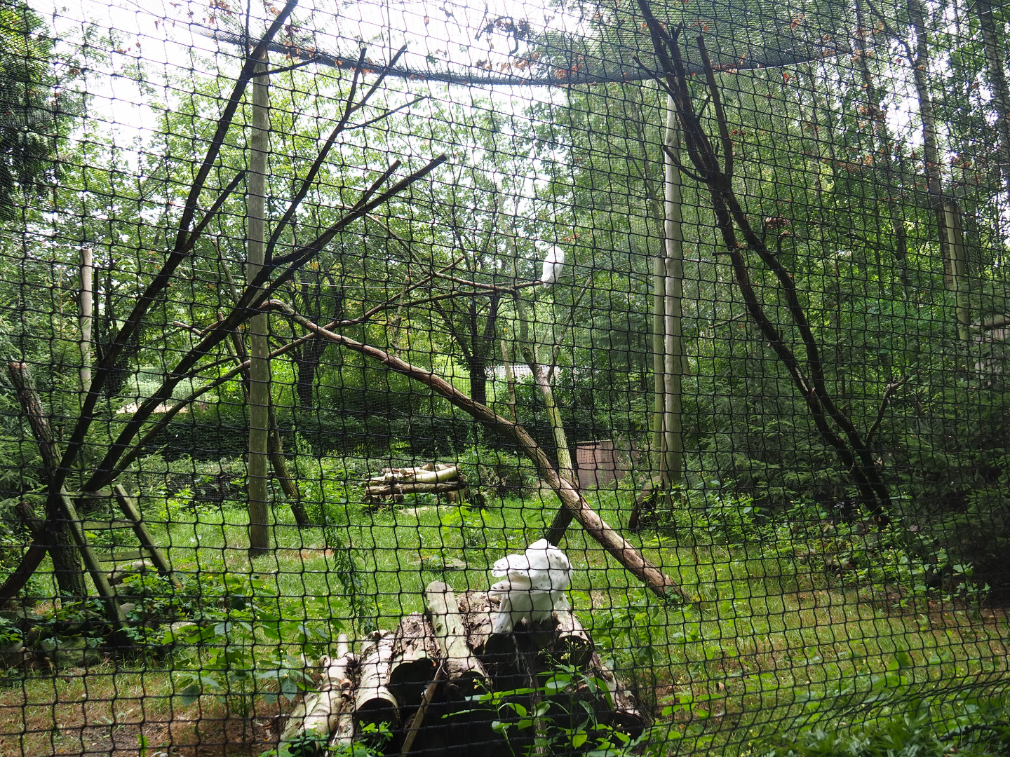 Snowy owl aviary, 2019-08-11