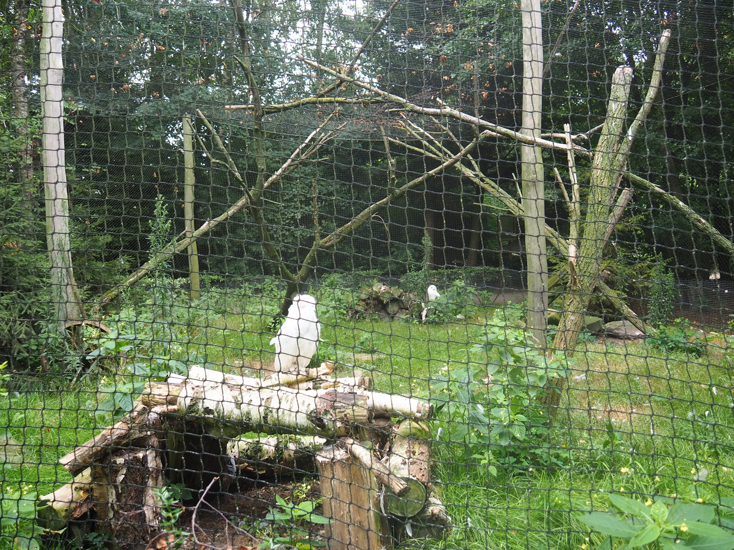 Snowy owl aviary, 2019-08-11