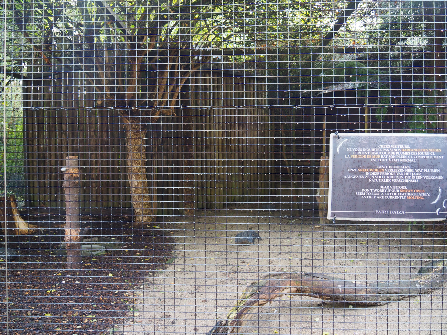 Snowy owl aviary, 2019-10-04