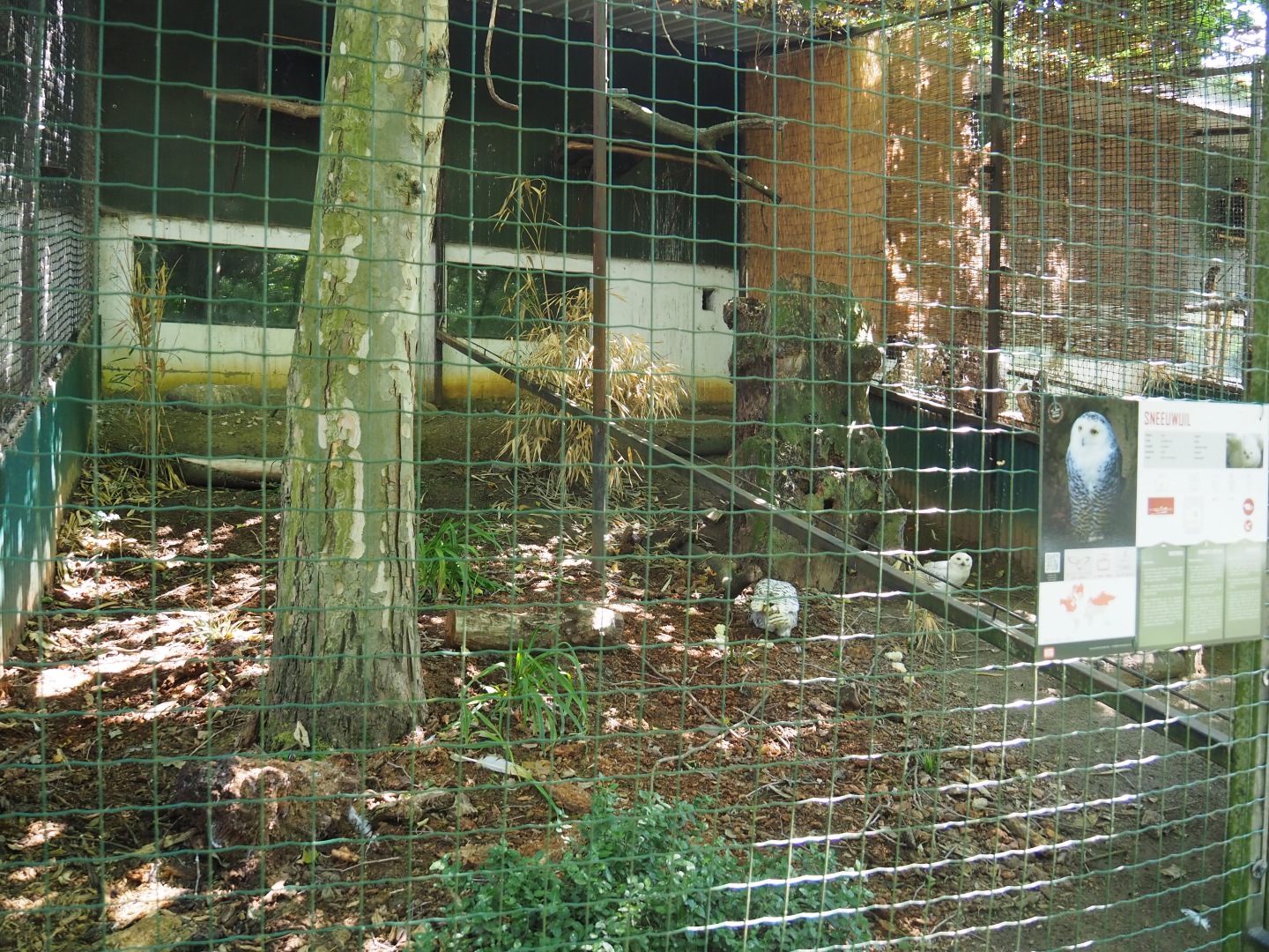 Snowy owl aviary, 2020-06-20
