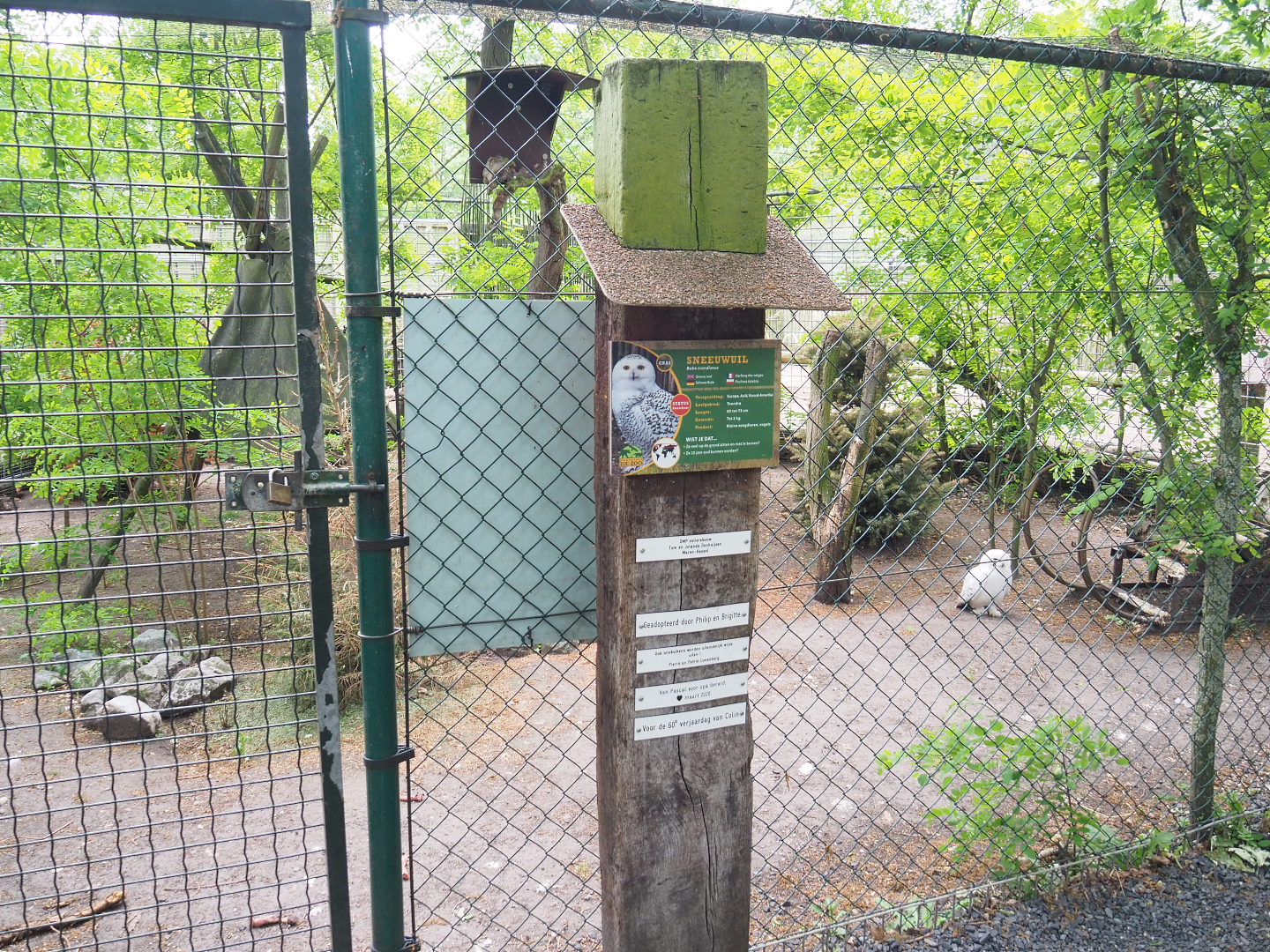 Snowy owl aviary, 2022-05-17