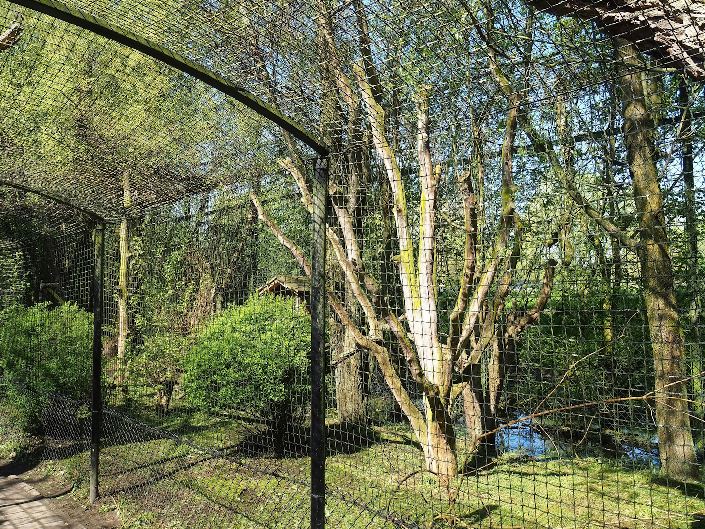 Snowy owl aviary, 2023-04-30