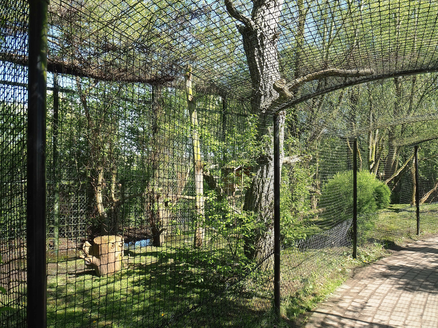 Snowy owl aviary, 2023-04-30