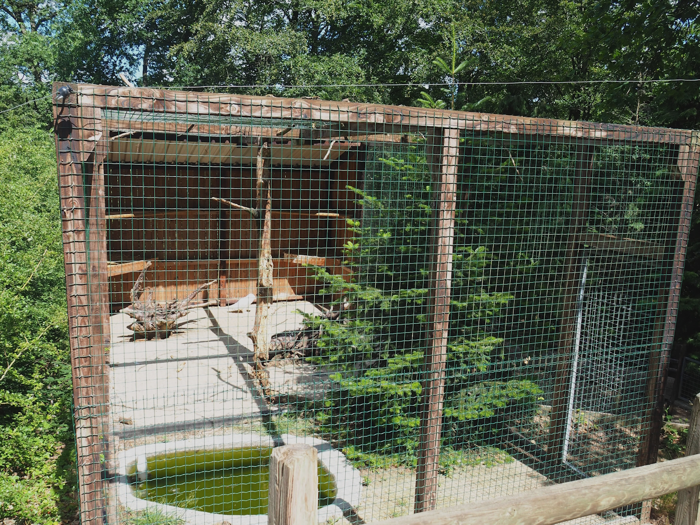 Snowy owl aviary, 2023-06-24