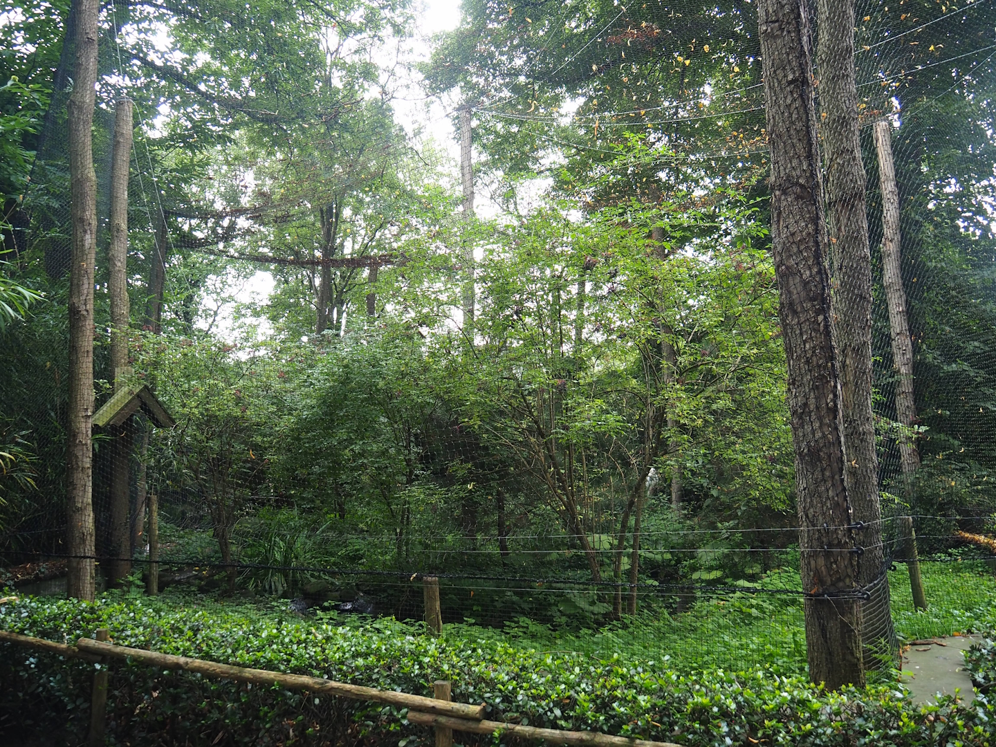 Snowy owl aviary, 2023-08-17