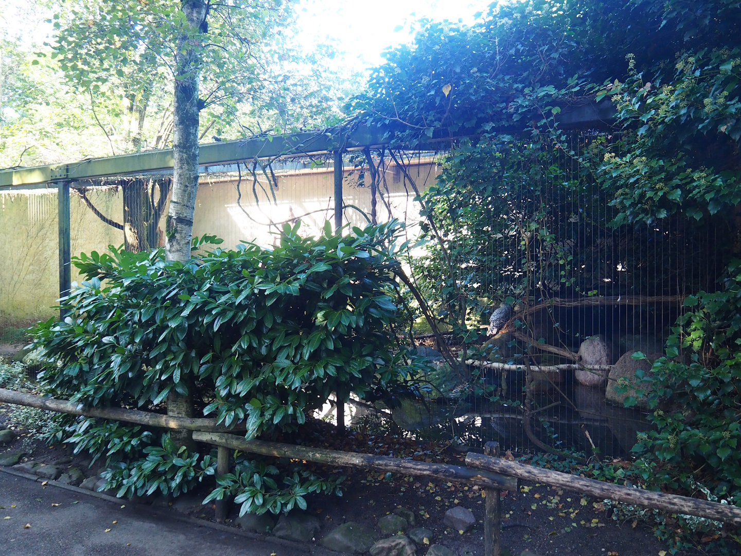 Snowy owl aviary, 2023-09-24